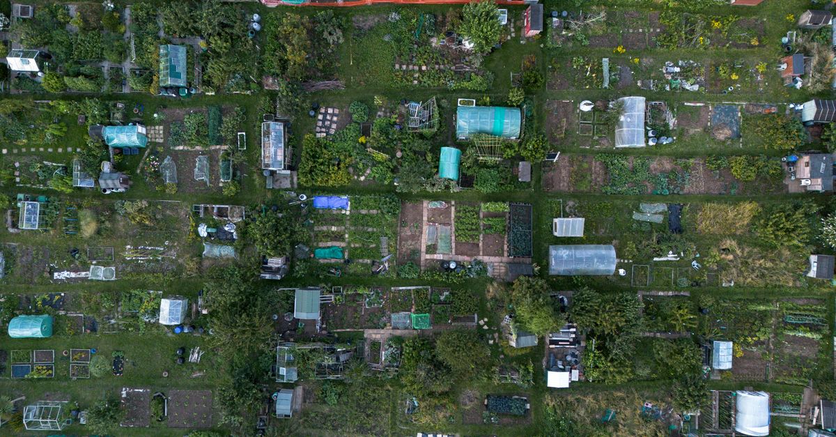 Aerial photograph showcasing organized community gardening plots in Brighton, England.